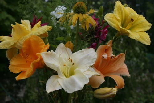 daylily arrangement.webp