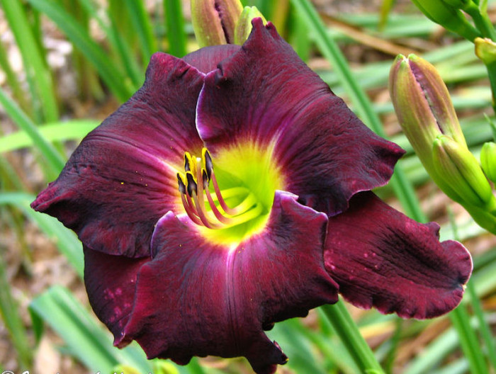 Geneva Black Shadows