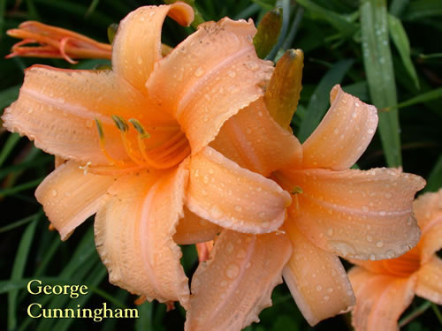George Cunningham Daylily