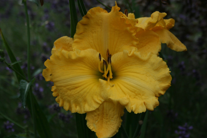 America's Most Wanted