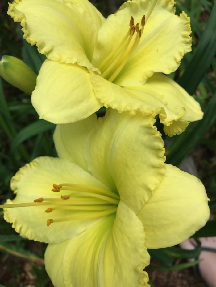 Atlanta Elegant Charm