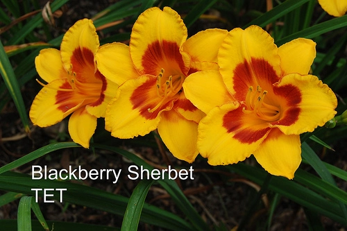 Blackberry Sherbert