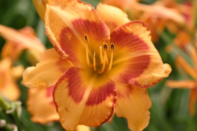 Orange Blossom Special