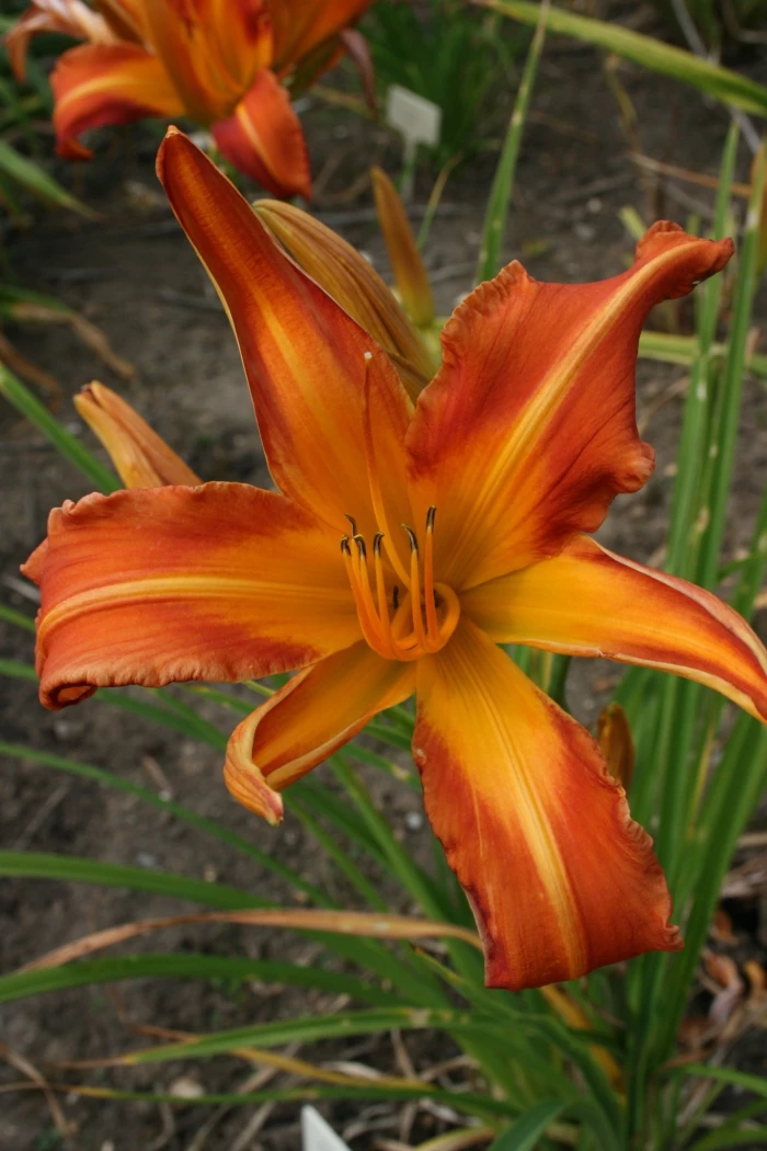 Orange Exotica