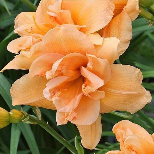Peach Magnolia