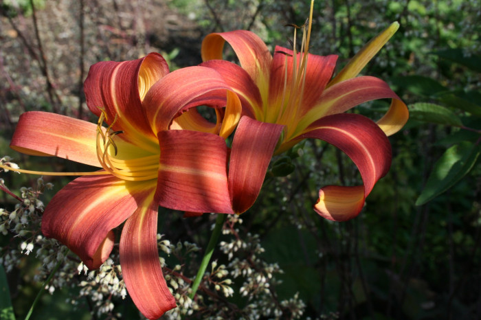 Piquante Daylily