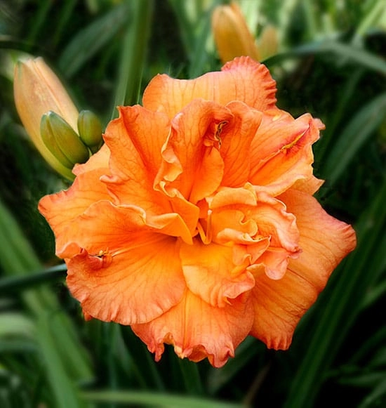 Pursuit of Pleasure