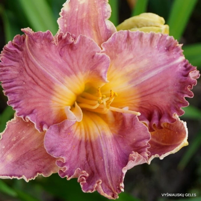Spacecoast Starburst