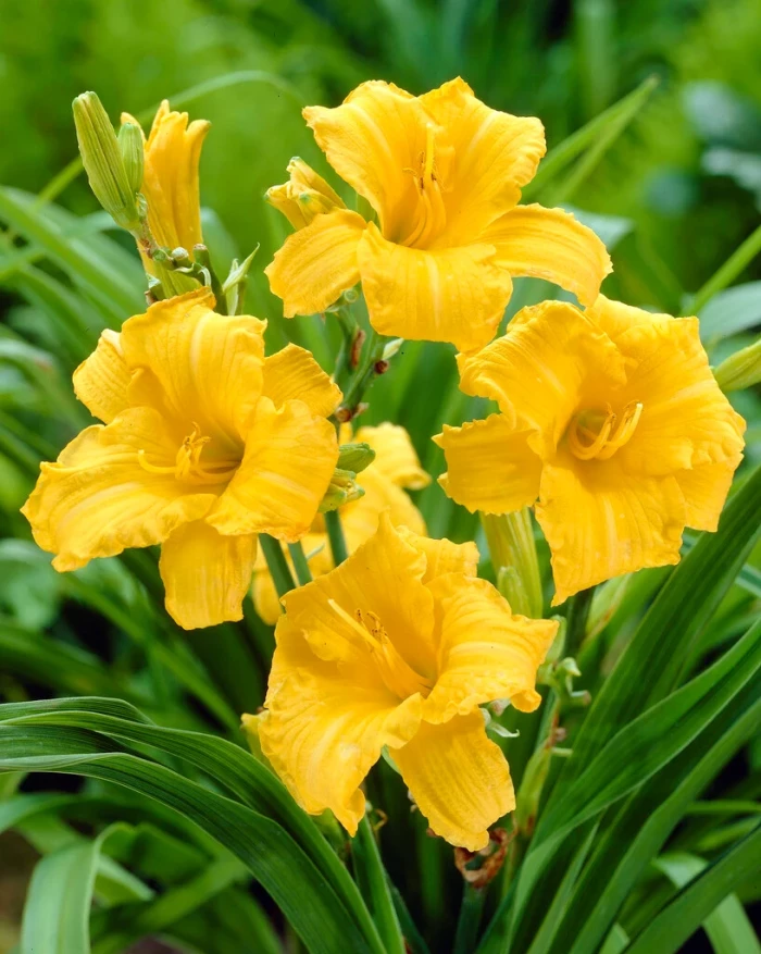 Stella de 'Oro