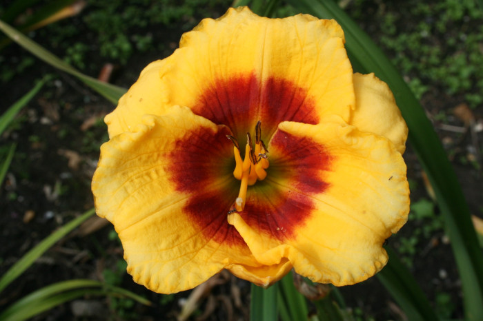 Sungold Candy