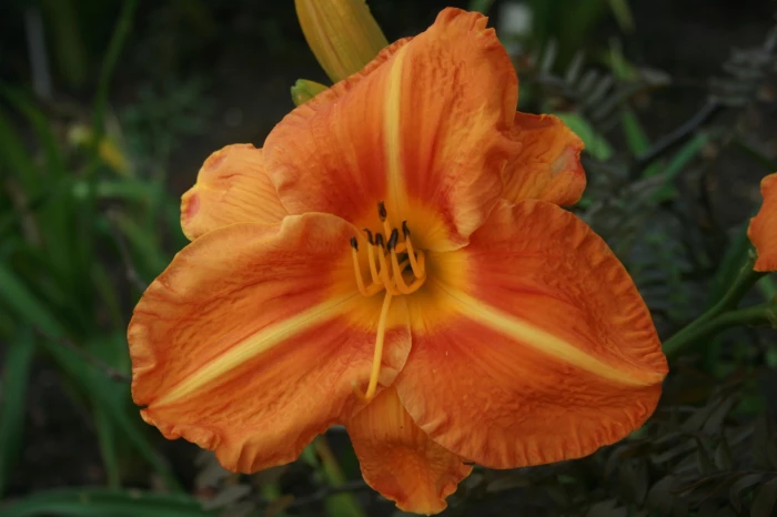 Tuscawilla Tigress