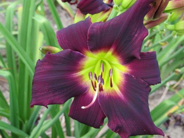 Woodside Rhapsody