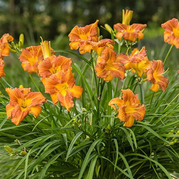 Everydaylily Bronze