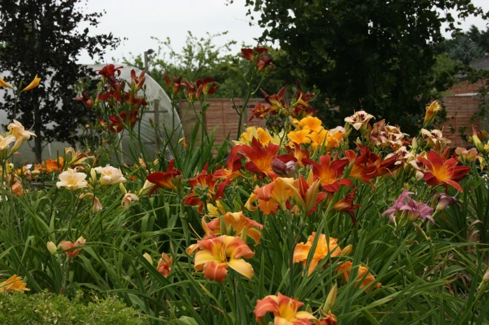 12 plant world of Daylilies collection