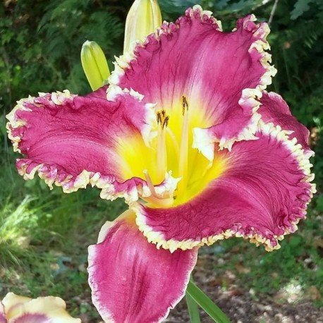 Bettylen Daylily (Hemerocallis)