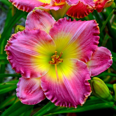 Chance Encounter Daylily (Hemerocallis)
