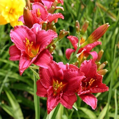 Cologne Rocket Daylily (Hemerocallis)