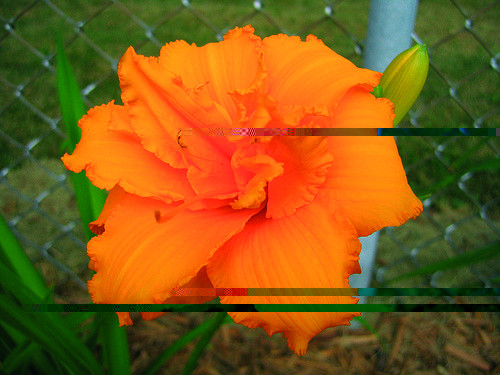 Condilla Daylily (Hemerocallis) Condilla Daylily (Hemerocallis)