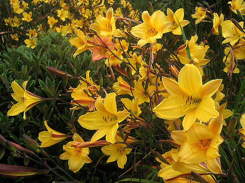 Corky Daylily (Hemerocallis)