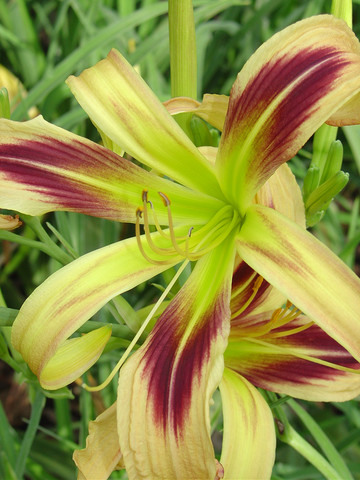Curly Cinnamon Windmill