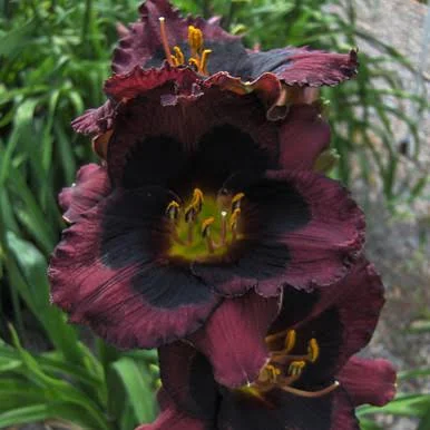 Dark Avenger Daylily (Hemerocallis)