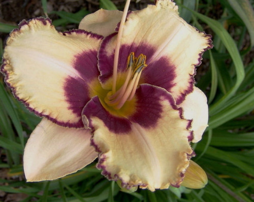 Big Edge Fred Daylily