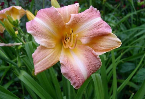 Childrens Festival Childrens Festival