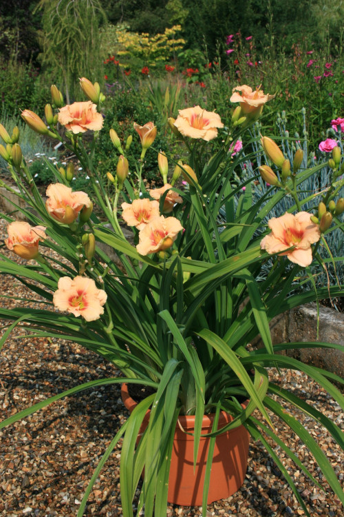 Siloam Cinderella