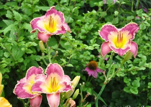 Azure Violets Daylily (Hemerocallis)