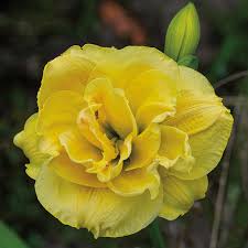 Cabbage Flower