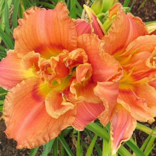 Congo Coral