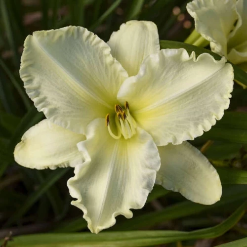 Cool It Daylily (Hemerocallis)