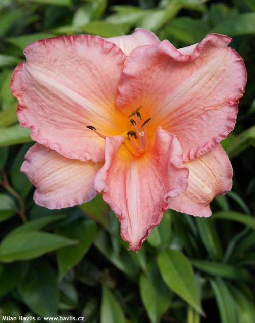 Dancing Shiva Daylily (Hemerocallis)