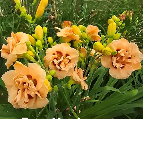 Apricot Bliss
