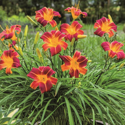 Everydaylily Red Ribs Daylily (Hemerocallis)