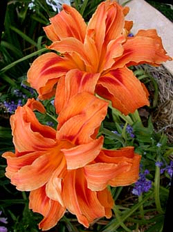 Fulva Kwanso Daylily Fulva Kwanso Daylily