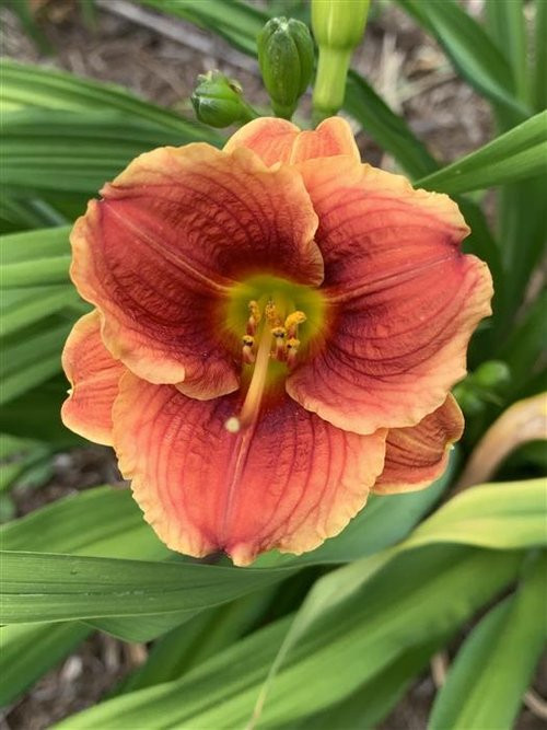 Little Peanut Daylily (Hemerocallis)