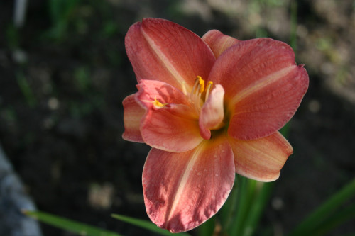 Pink Vision Daylily (Hemerocallis)