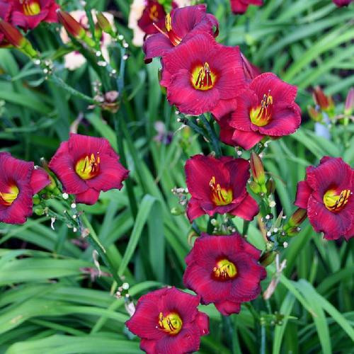 Regency Dandy Daylily (Hemerocallis) Regency Dandy Daylily (Hemerocallis)