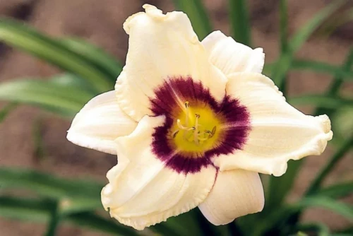 Snowy Eyes Daylily (Hemerocallis)