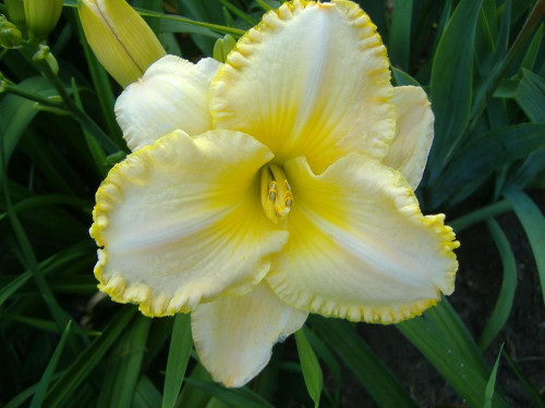 Spacecoast Scrambled