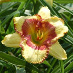 Venetian Baroque Daylily (Hemerocallis)