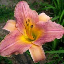 Water Bird Daylily (Hemerocallis)