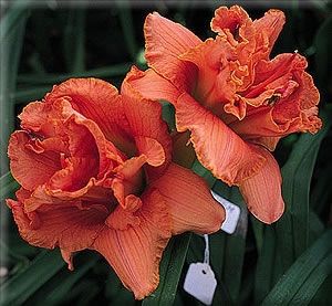 Zest of Orange Truffle Daylily (Hemerocallis)