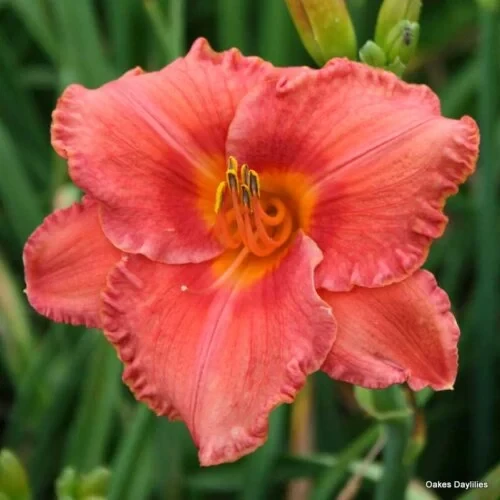 Endlesslily Coral Daylily (Hemerocallis)