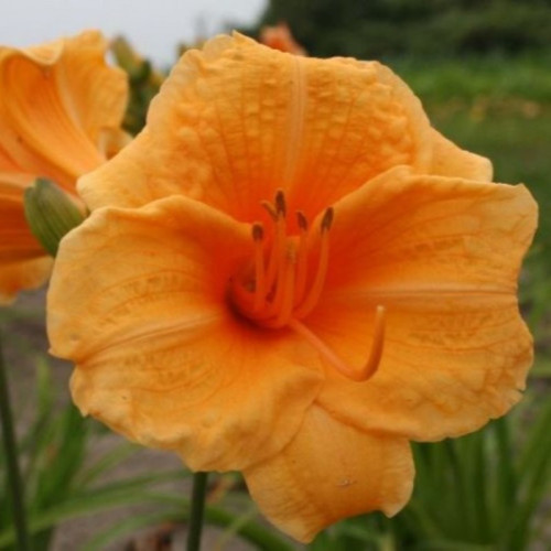 Everydaylily Orange