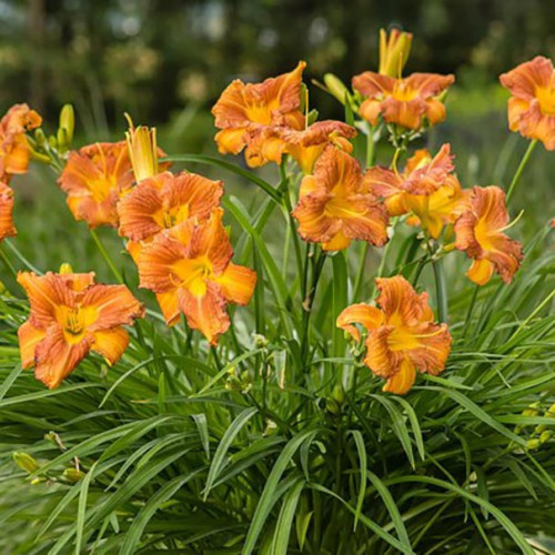 Everydaylily Bronze