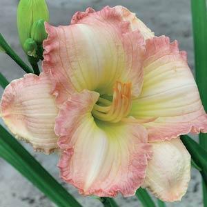 Frosted Vintage Ruffles Daylily (Hemerocallis)