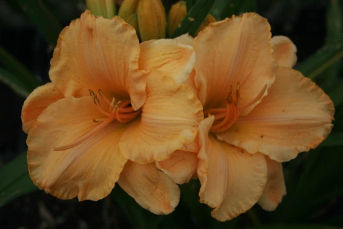 Ruffled Apricot