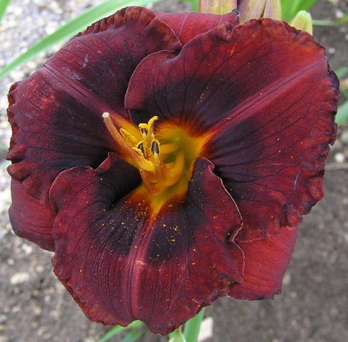 Smith Brothers Daylily (Hemerocallis)